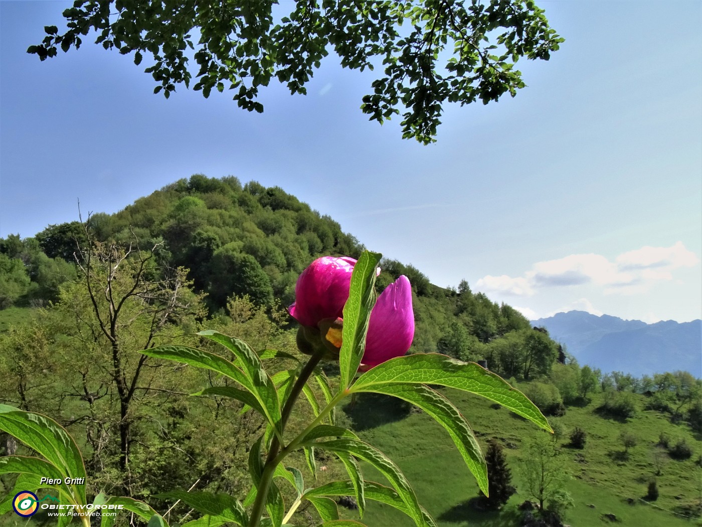 34  Peonia officinalis (Peonia selvatica) in piena fioritura con vista sul Monte Zucco.JPG